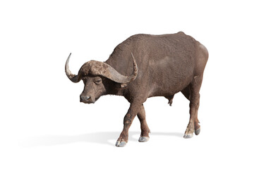 Side view image of mature buffalo isolated over white background. Wildlife protection
