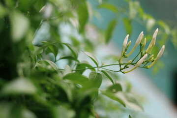 A little lily flower with green leaves background