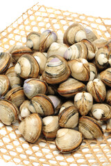 fresh raw Surf clam on white background