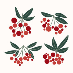 Branch with berries and green leaves. Set of four bunches of red rowan.