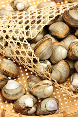 fresh raw Surf clam on white background