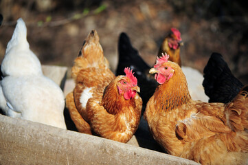 rooster and hen