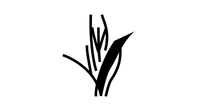 vallisneria spiralis line icon animation