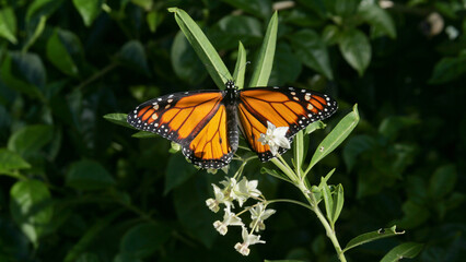 Monarch butterfly with wings spread on a swan or milkweed plant