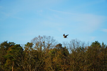 Kestrel flying over the forest on the blue sky background
