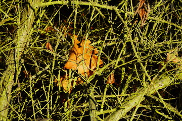 Green lichen on the interweaving branches with fallen leaf inside close up