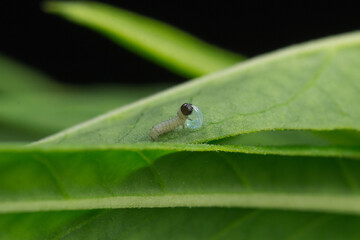 Newly hatched Monarch caterpillar larva eating its egg