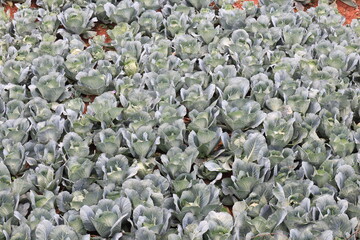 Growing cabbage plant from soil