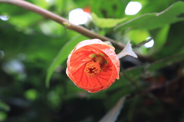 Growing orange color flower from tree plant
