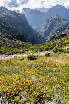 blossoming slope on green valley west of Miradouro de Areeiro peak, Madeira
