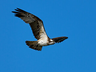 Osprey (Pandion haliaetus)