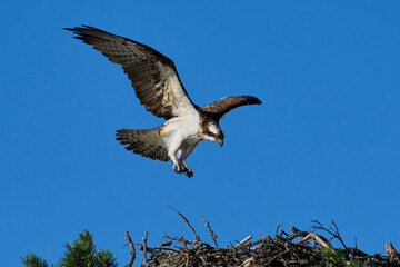 Osprey (Pandion haliaetus)