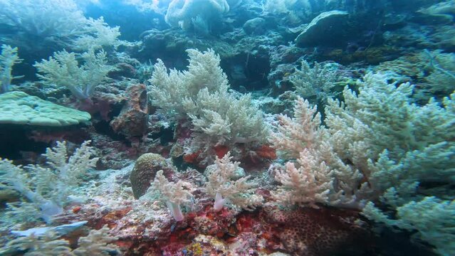 A coral reef is shown in the foreground. The structure and structure of this natural miracle was filmed very close. Corals look like a living organism, they seem to breathe too.