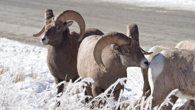 Bighorn Sheep rams smelling others during winter in Wyoming.