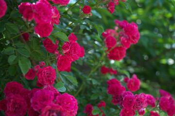 Obraz premium 薔薇