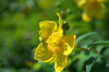 Fototapeta premium 花
