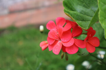Water drops on little red flowers with green leaves