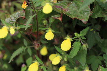 Yellow flowers in oval shape with green leaves