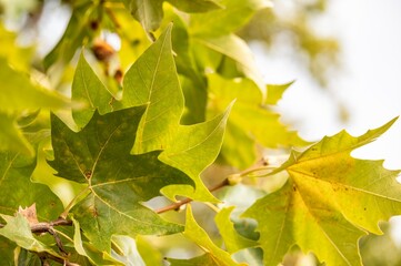 Close up of leaves of a tree with a yellowish green tone