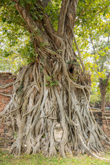Buddhakopf eingewachsen in einem Baum über die Zeit in den Ruinen von Ayutthaya, welche die...
