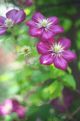 Fototapeta premium 花びら