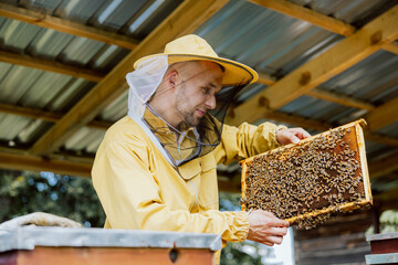 Beekeeper in countryside working with honeycomb frame with bees taking frame from beehive standing at hives wearing special equipment. Apriculture sericulture concept.