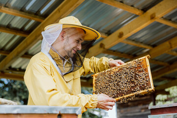 Close up shot f delighted handsme beekeeper holding taking from beehive honeycomb frame full of...
