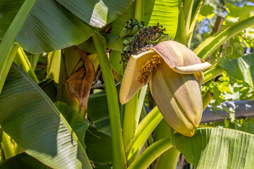 Bananenstaude mit Bananen und einer Blüte
