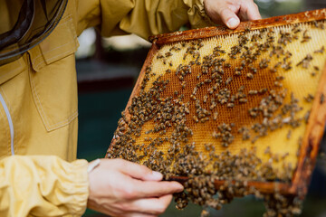 Apriculture sericulture concept. Close up shot of frame full of bees and honey holding in man's hands showing at camera in countryside in apiary. Working process concept.