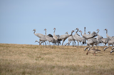 group of cranes