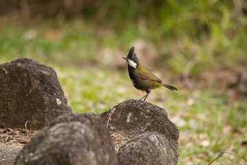 Eastern Whipbird in Queensland, Australia 