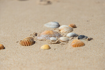 Shells by the ocean in Portugal