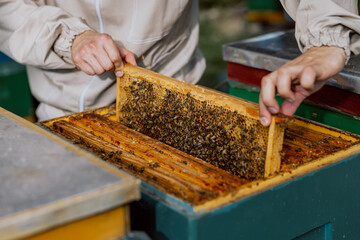 Close up shot taking frame with honey from beehive. Man in beekeeper suit working with bees and honey in apiary.