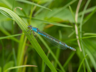 Dragonfly on a branch  in the garden