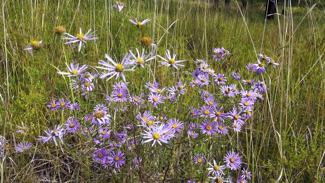 Asters bloom in mountain meadows in the valleys and on the slopes of the Sayan Mountains, Siberia.