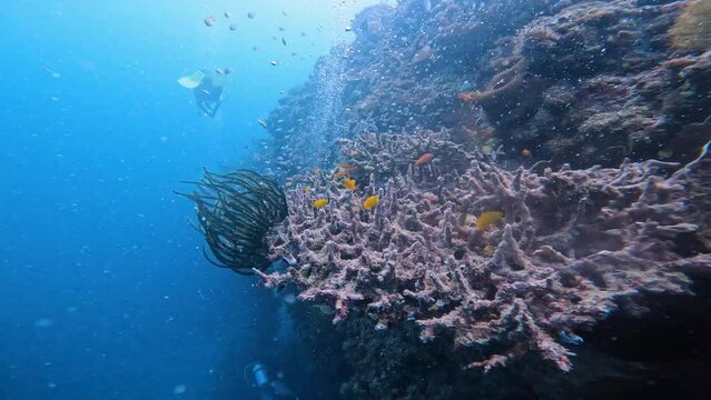 Cinematic view coral reef underwater abundant in fish and other marine species.