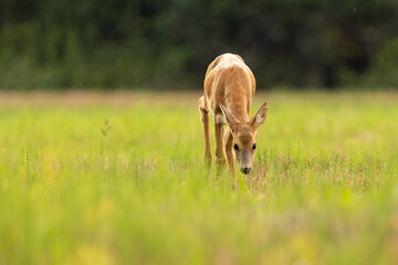 Roe deer (capreolus capreolus)  female stands in the meadow in tall grass wildlife scenery