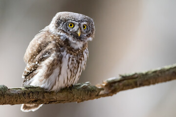 Owls - Pygmy Owl (Glaucidium passerinum) sitting on the branch in forest