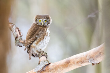 Owls - Pygmy Owl (Glaucidium passerinum) sitting on the branch in forest