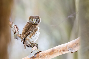 Owls - Pygmy Owl (Glaucidium passerinum) sitting on the branch in forest