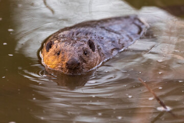 Eurasian beaver (Castor fiber), large rodent swimming in the river in its natural habitat. Wildlife.