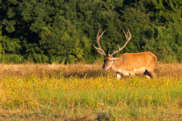 Red Deer (Cervus elaphus) on pasture.  Wildlife scenery