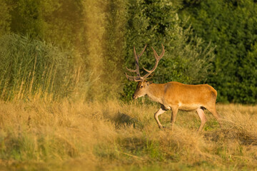 Naklejka na ściany i meble Red Deer (Cervus elaphus) on pasture. Wildlife scenery