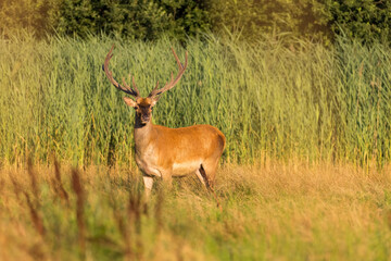 Naklejka premium Red Deer (Cervus elaphus) on pasture. Wildlife scenery