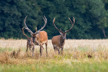 Naklejka na ściany i meble Red deer, cervus elaphus, herd grazing on meadow in autumn nature.