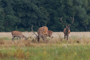 Red deer, cervus elaphus, herd grazing on meadow in autumn nature.