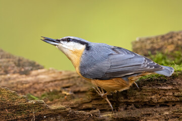 Red breasted nuthatch (sitta europaea) on a branch