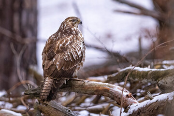 Common buzzard ( buteo buteo ) on branch. Bird of prey, predator.