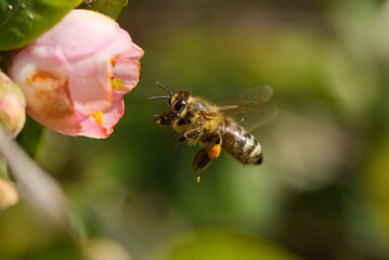 European bee in a botanical garden in Queensland, Australia