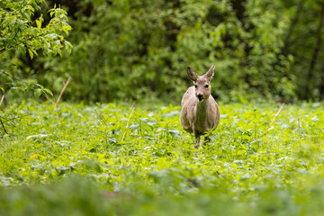Roe deer pregnant female (capreolus capreolus), chewing and standing in tall green grass on a vivid pasture. Wildlife scenery.